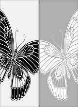 Бабочки 78